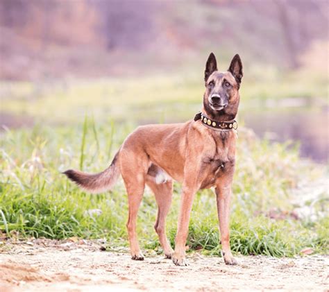 10 Cute Dogs That Look Like German Shepherds Woof Its Zelda