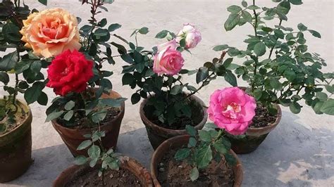 Gampang Cara Menanam Bunga Ros Si Cantik Perlambang Cinta