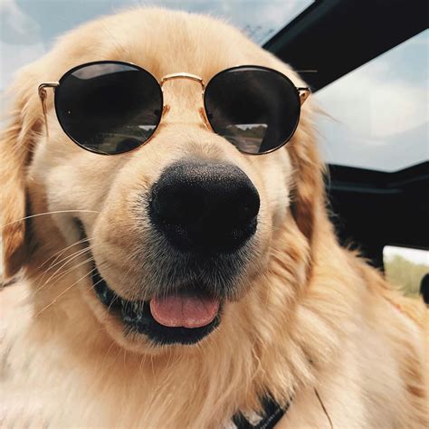 Gus The Golden Retriever On Instagram “those Saturday Vibes 😎 Lovin