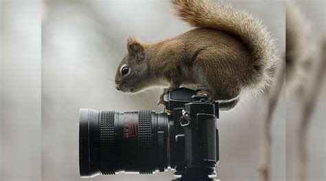 Wild Photographers 20 Curious Animals With Cameras Page