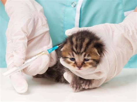 Ketiganya sangat penting untuk kucing peliharaan. Jadwal dan Harga Vaksin Kucing Paling Lengkap ...