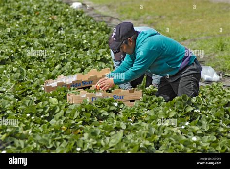 Strawberry Picking By Real Latin Mexican Workers In Florida In Winter Field Packing Field Packs