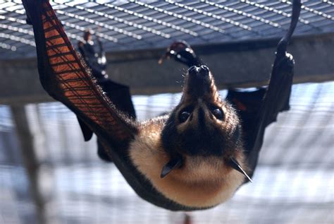 Spectacled Flying Fox At Lubee Bat Conservancy 111013 Zoochat