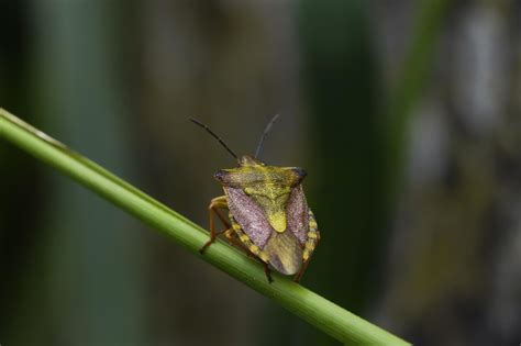 Image Libre Insecte Nature La Faune Invertébré Insecte Macro