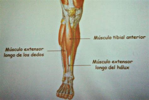 Músculos Del Miembro Inferior Y Movimientos Que Realizan