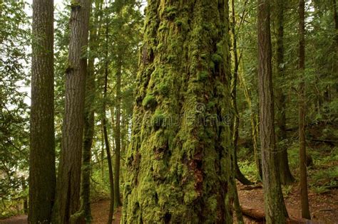 Washington State Douglas Fir Trees Stock Image Image Of Plant Moss