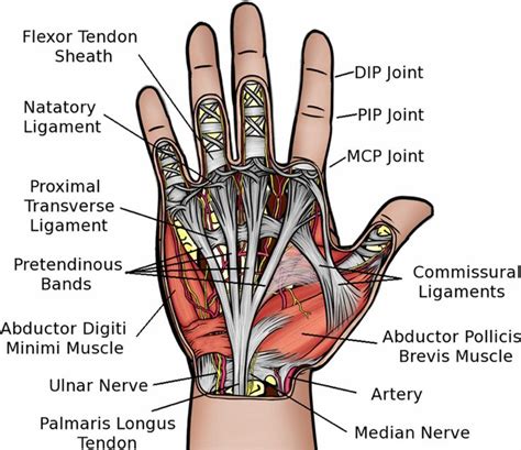 Hand Anatomy Anatomy Median Nerve