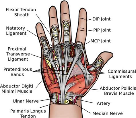 Tendon sheaths, like tendons, are a type of connective tissue. Image result for hand muscles and tendons anatomy | Hand ...