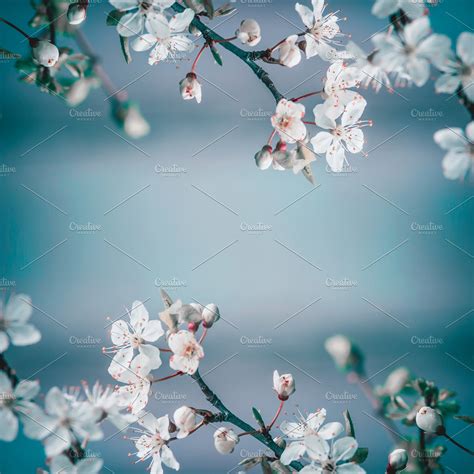 Cherry Blossom On Blue Background High Quality Nature Stock Photos