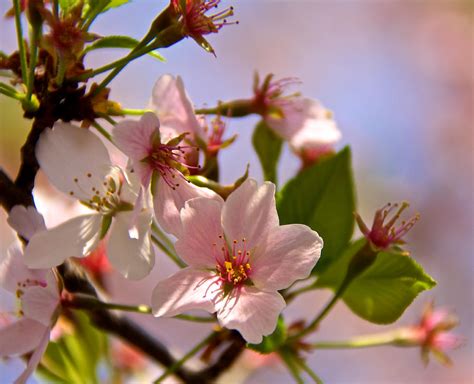 Focus On The Blossoms Photograph By Kathi Isserman Fine Art America