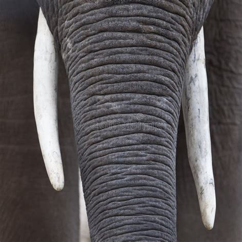 Close Up Of An African Elephants Nose And Tusks Stock Image Image Of