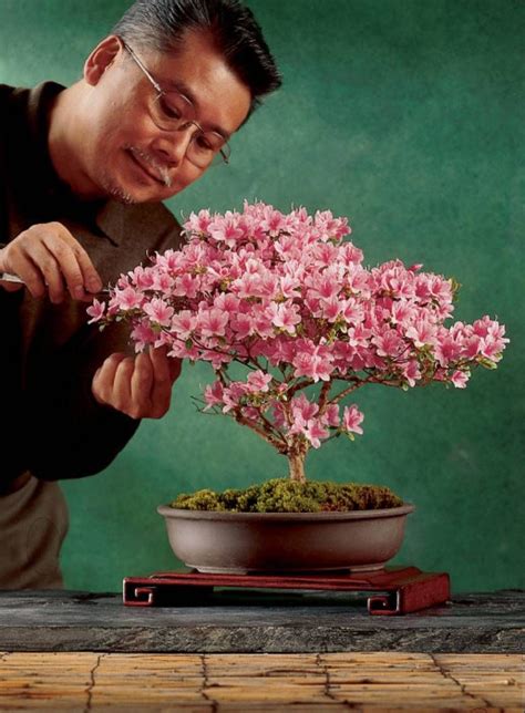 In this advanced styling we design a stunning olive bonsai tree (olea sylvestris). An easy azalea bonsai | Bonsai azalea, Bonsai tree care ...