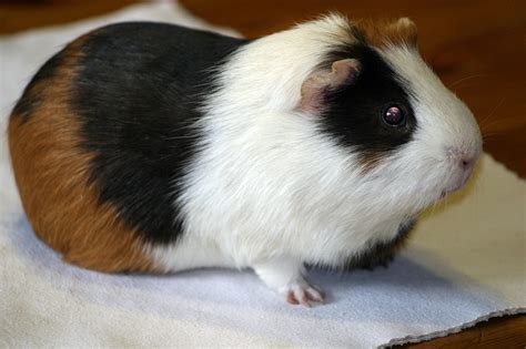Guinea Pigs As Classroom Pets Help Autistic Kids Face Foundation