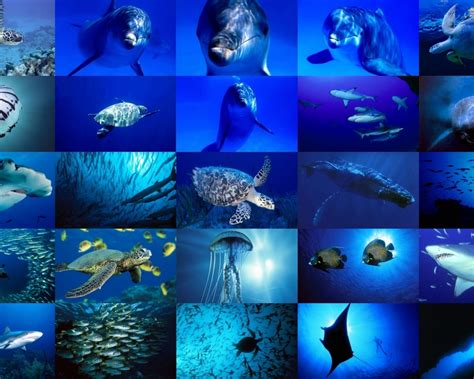 Free Download Sea Life Images Sea Life Wallpaper Photos 18272263