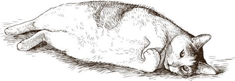 Cat Lying Down Side View Drawing Shinpai Wallpaper