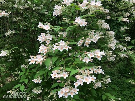 It's a member of the hibiscus family that isn't tropical, but it's flowers sure. Flowering Shrubs for Shade - Top Picks for the Yard & Garden