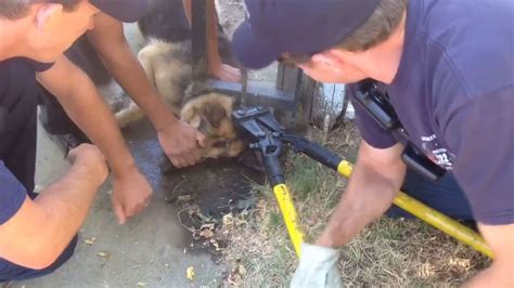 Firefighters Rescue German Shepherd After It Gets Head Stuck In Fence