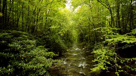 Stream Forest Trees Green Hd Wallpaper Nature And Landscape