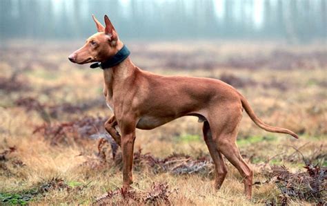 Sighthound & pariah dog group. Pharaoh Hound vs Cirneco dell'Etna - Breed Comparison