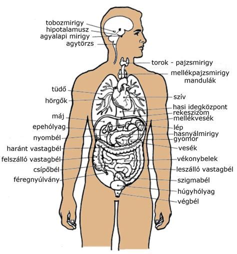 Emberi belső szervek elhelyezkedése - a emberi anatómia: belső szervek ...