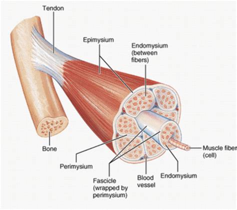 Muscular System Review Guide 9 Flashcards Quizlet