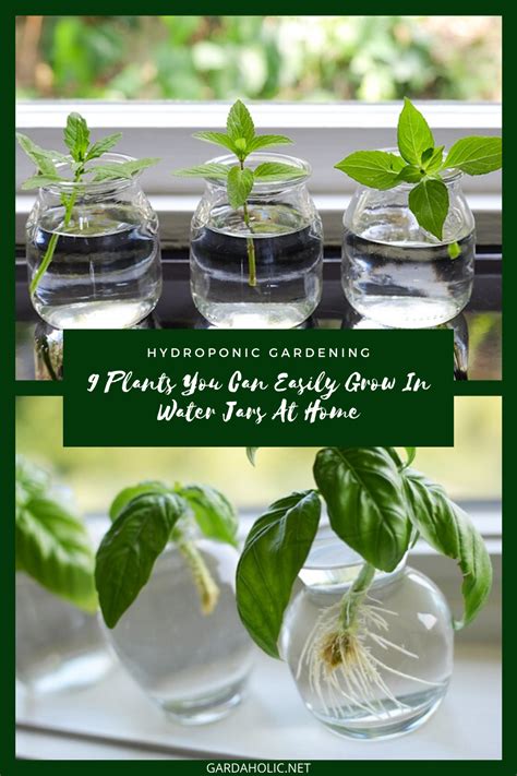 An active hydroponic system actively moves the nutrient solution, usually using a pump. Hydroponic Gardening: 9 Plants You Can Easily Grow In Water Jars At Home in 2020 (With images ...