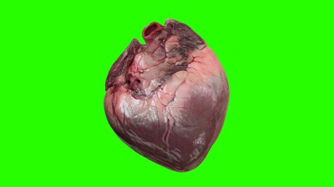 Pngkit selects 31 hd real heart png images for free download. real human heart beating green screen royalty free footage - YouTube