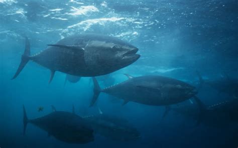 Learn About Tuna Characteristics Habitat And Importance Fishontips