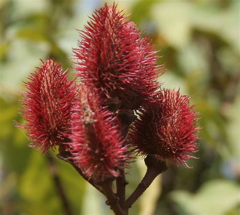 Tree Of The Month Achiote Titi Conservation Alliance