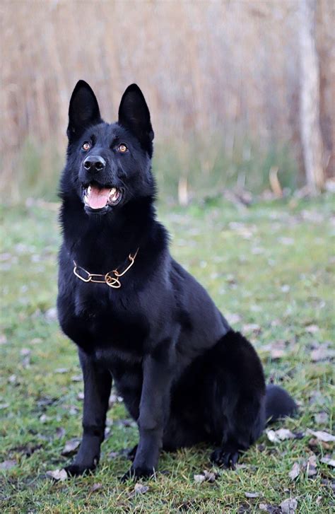 German Shepherd Dogs That Protect You Black Shepherd Black German