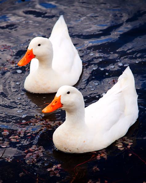 American Pekin Duck Pekin Duck Characteristics And Breed Information