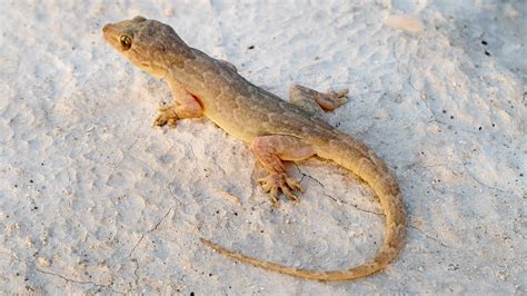 How Lizards Balance Keeping Their Tails On And Peeling Them Off Youtube