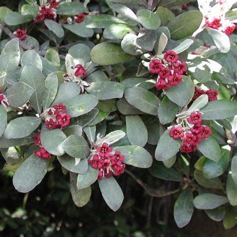 Pittosporum Crassifolium Pb