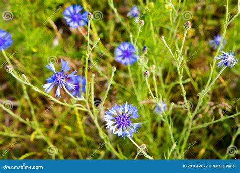 Blue Wild Flowers Cornflowers Growing On The Field And A Bumblebee