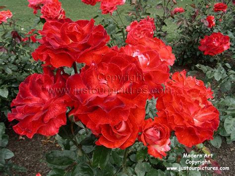 Just Our Pictures Of Roses ~ Modern Art Rose Picture