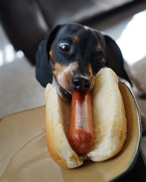 1089 Best Dachshunds Doxie ♥ Images On Pinterest Sausages Dachshund