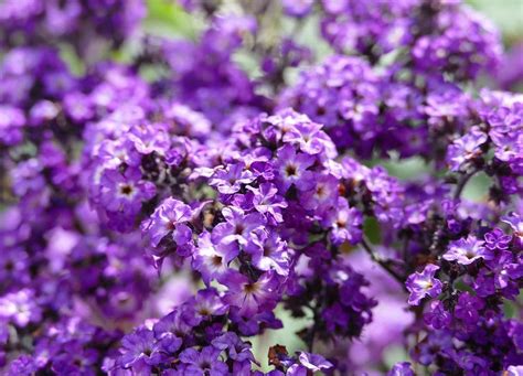 62 Purple Flower Types With Pictures Flower Glossary