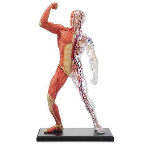 Muscles and bones together make up the majority of your body's weight. 3-D Human Muscle & Skeleton Puzzle | Anatomical Three Dimensional, 3D Puzzles Of Muscles and ...