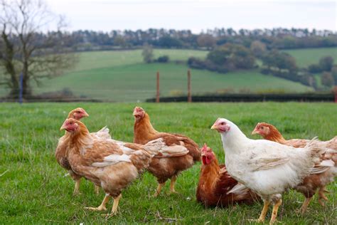 Organic Poultry Farm Jawerfeed