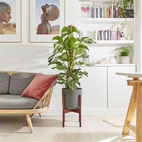 11 Statement Houseplants To Give Your Living Space A New Lease Of Life
