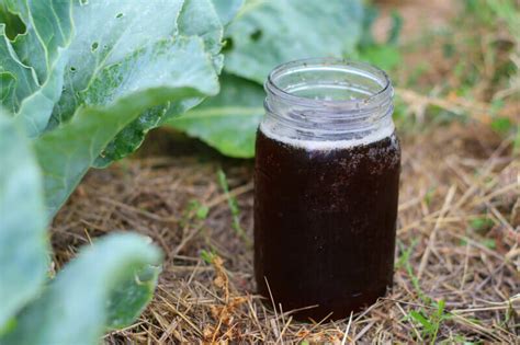 Fix the nutrient level and the dandelions will disappear. What Is Compost Tea and How to Use It on Your Plants