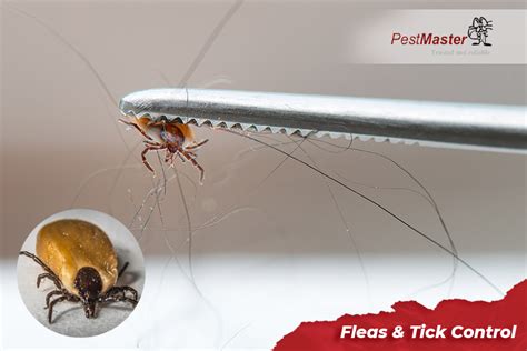 Fleas And Ticks Control Expert Pestmaster Malaysia