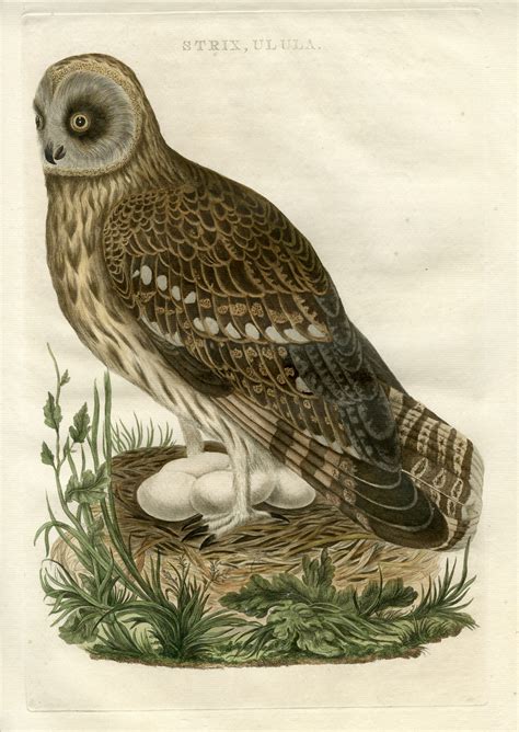 Sepp kuss's stage victory was his first at the tour de france. Strix ulula (Short-eared owl) Nozeman, 1770 · Pictura ...