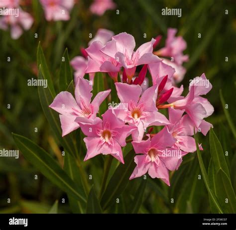 Cluster Of Beautiful Pink Flowers Of Evergreen Shrub Nerium Oleander