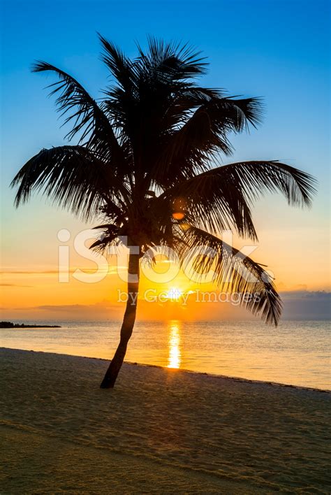 Palm Tree On A Beach At Sunset Stock Photos