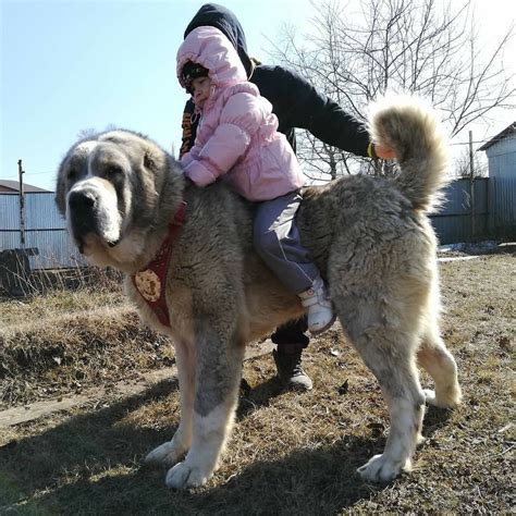 Breed ⤵️ Central Asian Shepherd Dog From S Severnogo Urala