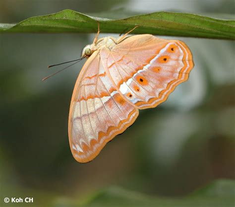 Butterflies Of Singapore Butterfly Of The Month April 2021