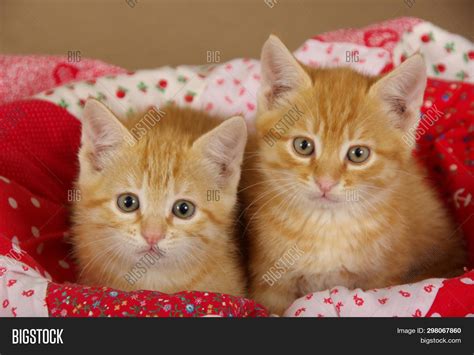 Two Orange Tabby Image And Photo Free Trial Bigstock