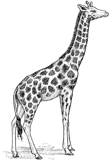 Gallery For Giraffe Clipart For Kids Giraffe Drawing Giraffe Art