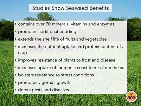 The Benefits Of Seaweed In Agriculture